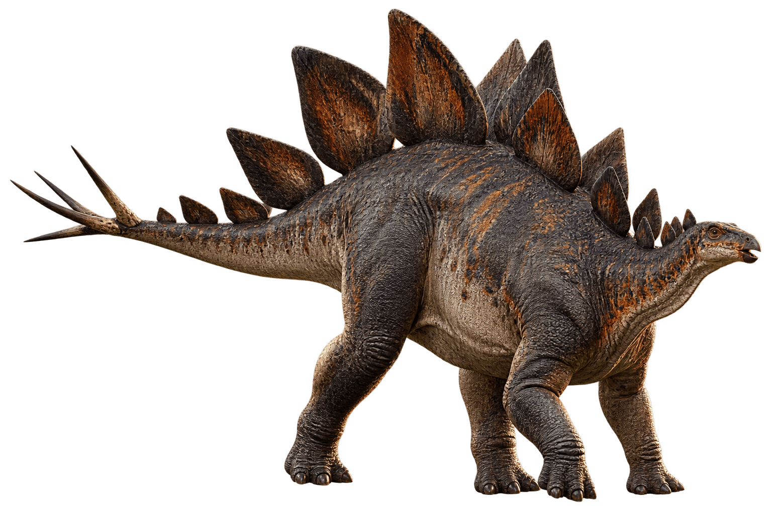 Stegosaurus